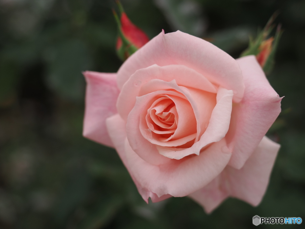 冬薔薇　ブライダルピンク
