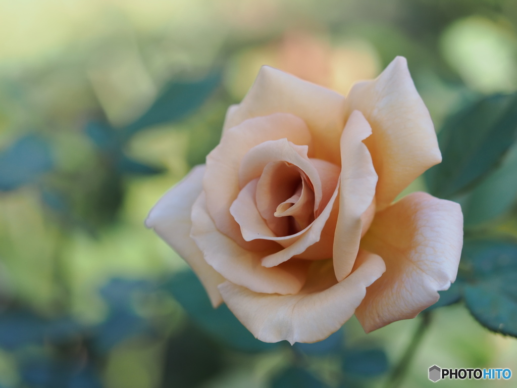 秋薔薇　ジュリア
