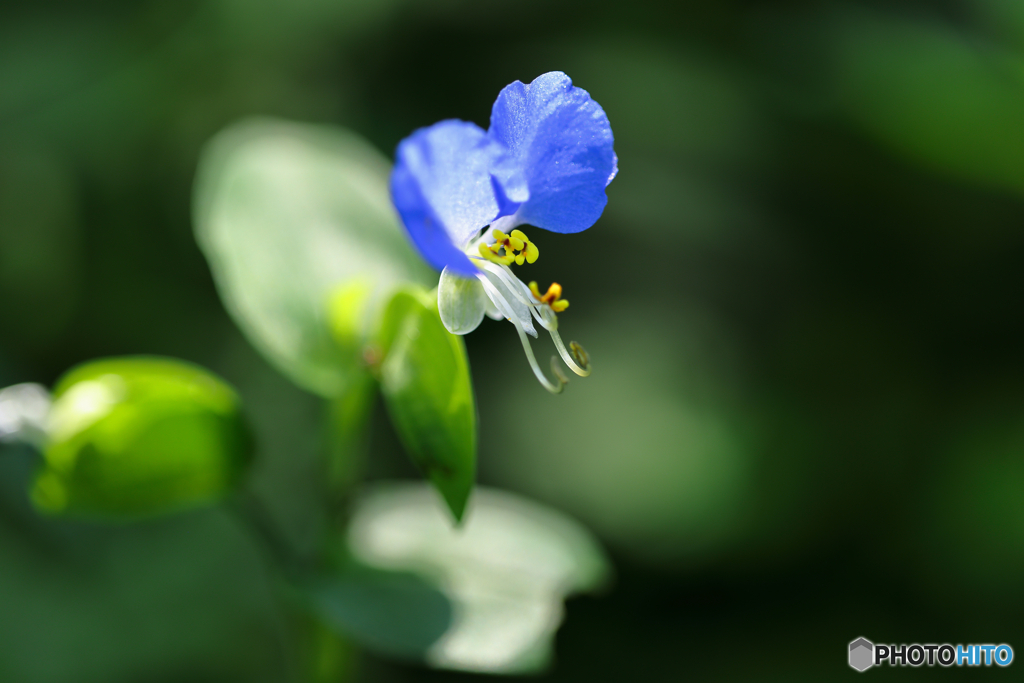 露草