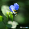 露草