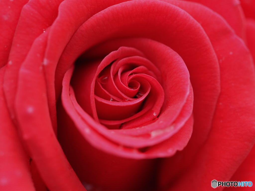 雨上がり　深紅薔薇
