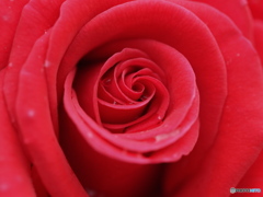 雨上がり　深紅薔薇