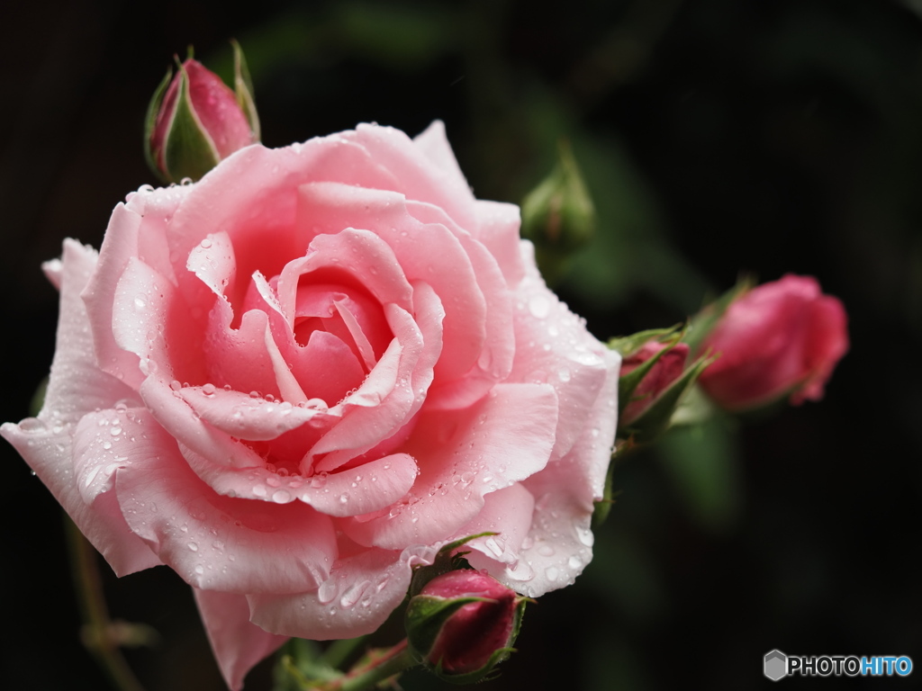 雨の薔薇園