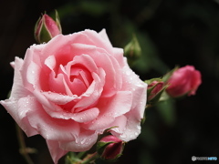 雨の薔薇園
