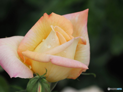 雨上がりの薔薇園　Ⅲ