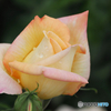 雨上がりの薔薇園　Ⅲ