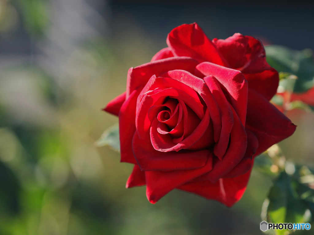 冬薔薇