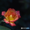 秋薔薇　チャールストン