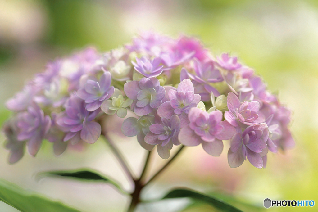 桃色紫陽花