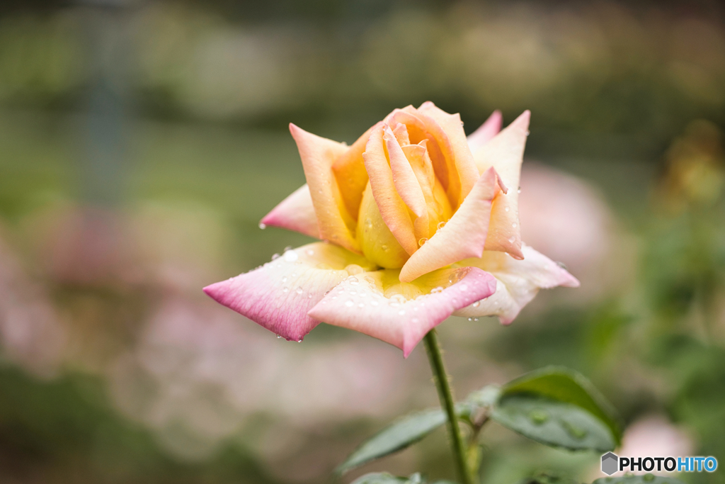 雨上がりの薔薇園　Ⅱ