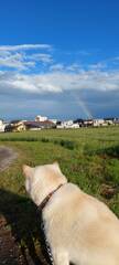 虹と柴犬