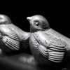 鳥の名前はピコリーノ