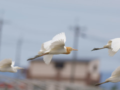 アマサギ