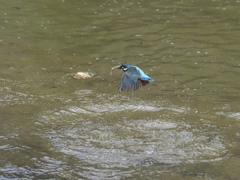 カワセミ