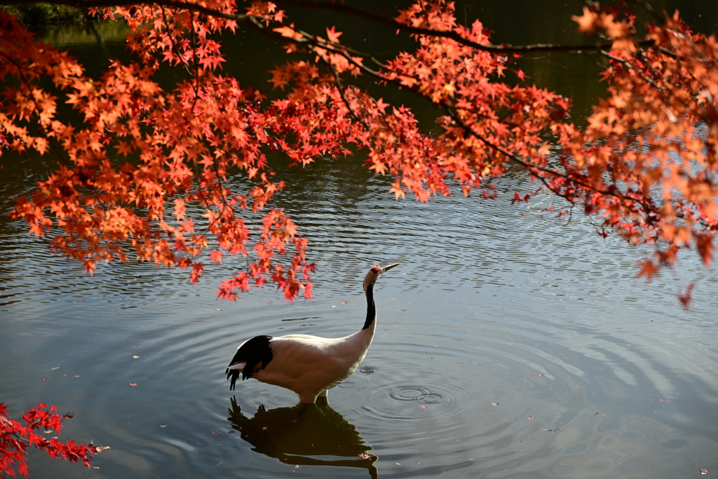 紅葉とタンチョウ_2