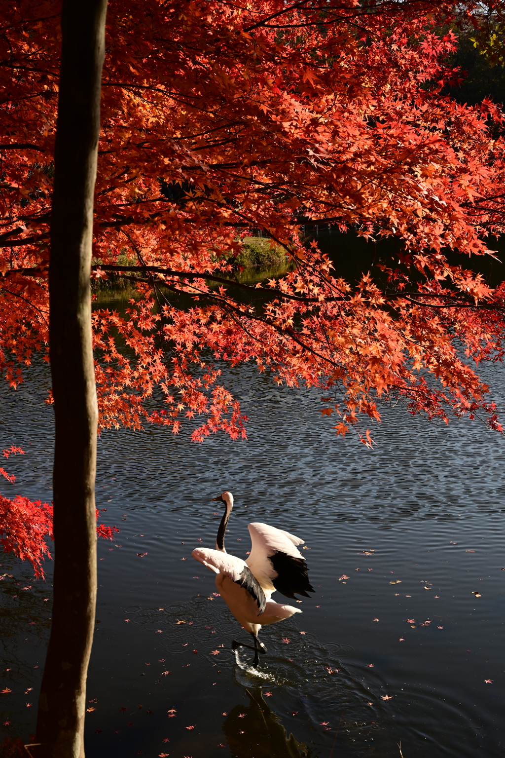 紅葉とタンチョウ_4