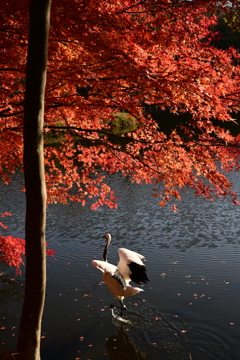 紅葉とタンチョウ_4