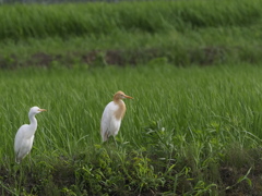 アマサギ