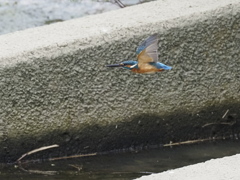 カワセミ飛翔