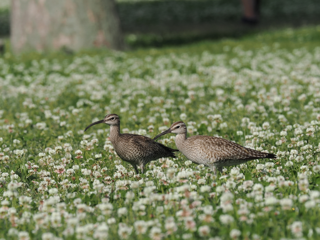 チュウシャクシギ