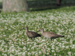 チュウシャクシギ
