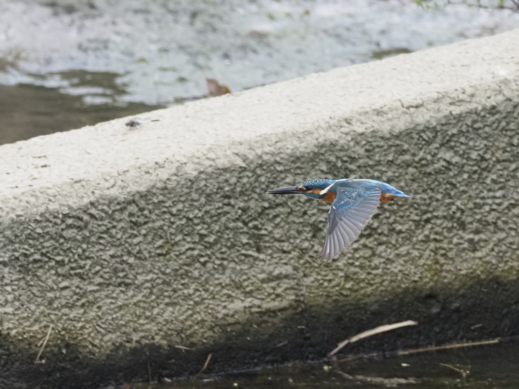 カワセミ飛翔