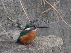 カワセミ