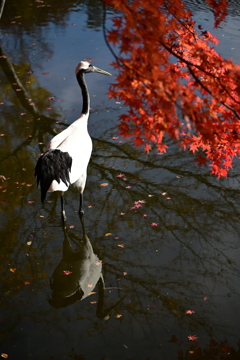 紅葉とタンチョウ_1