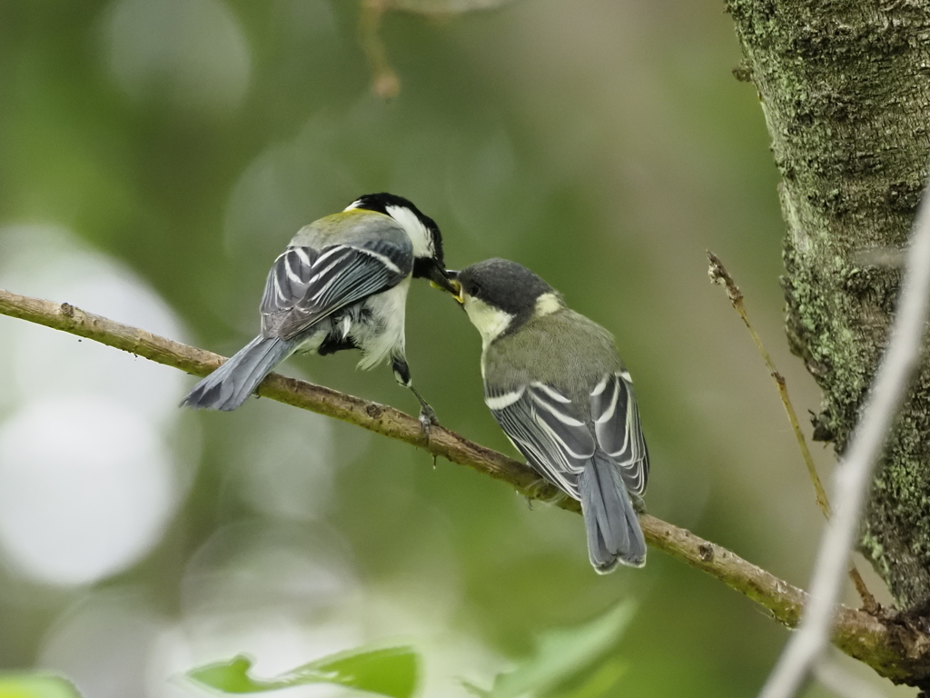 シジュウカラ