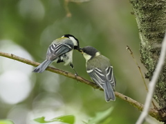 シジュウカラ