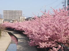 河津桜