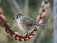 ルリビタキ♀