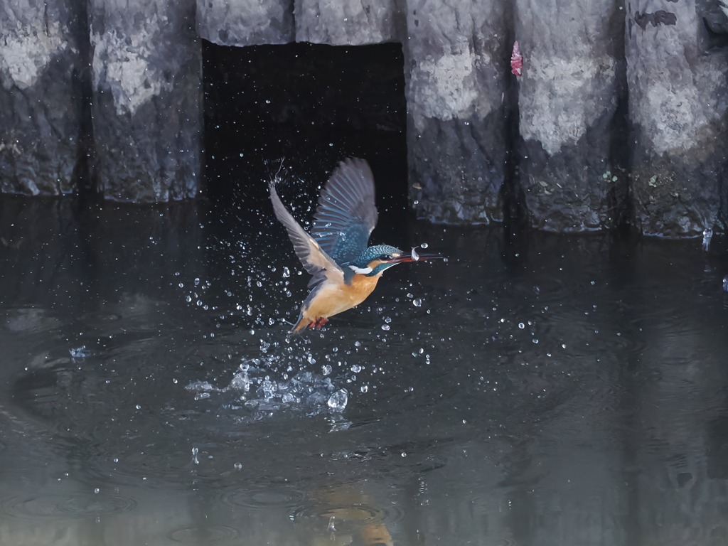 カワセミ