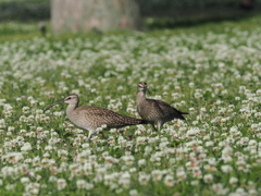 チュウシャクシギ