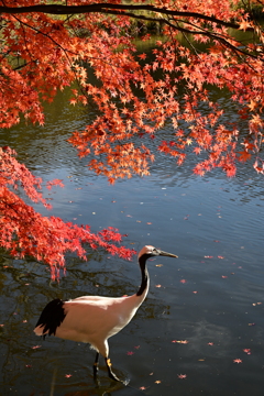 紅葉とタンチョウ_3