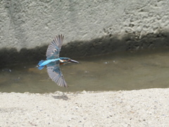 カワセミ