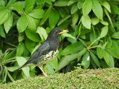 クロツグミ