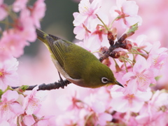 桜とメジロ