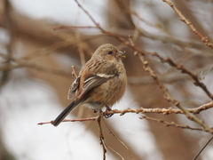 ベニマシコ♀