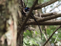 サンコウチョウ