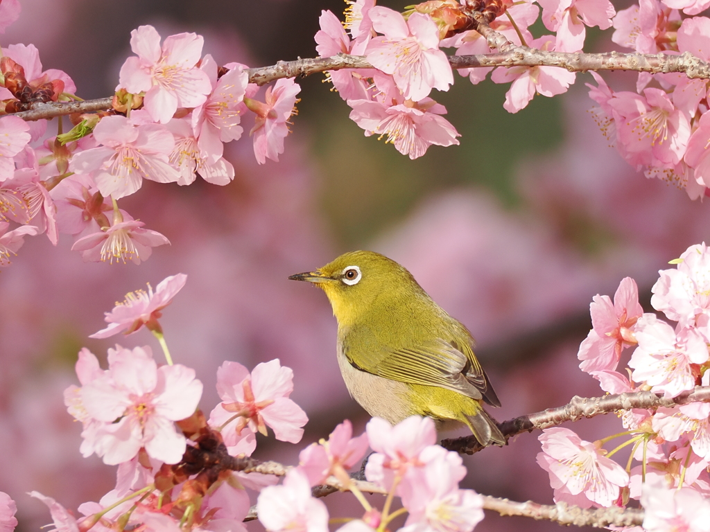 桜とメジロ