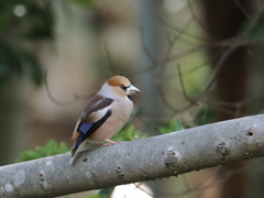シメ