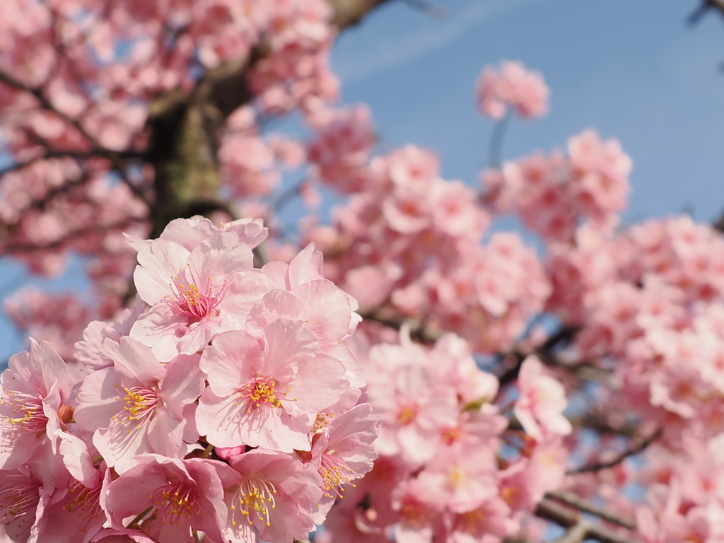 河津桜