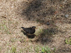 クロツグミ