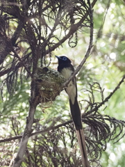 サンコウチョウ
