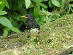 クロツグミ
