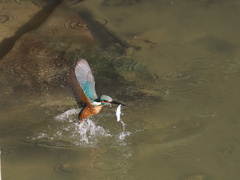 カワセミ