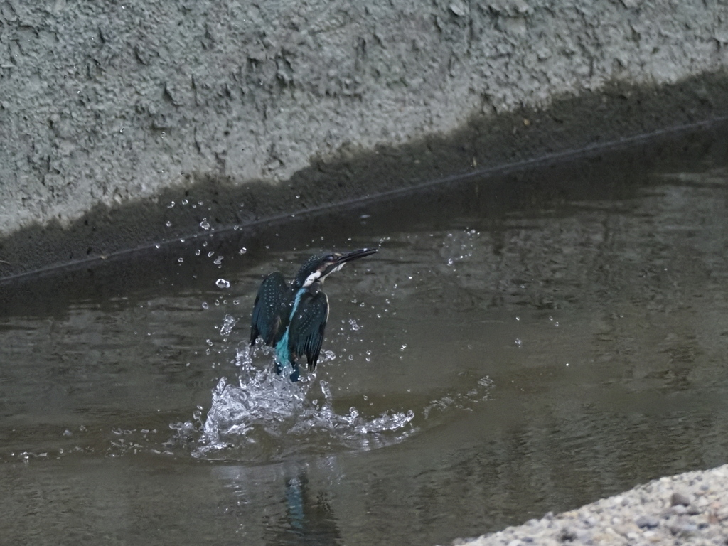 飛び込み１