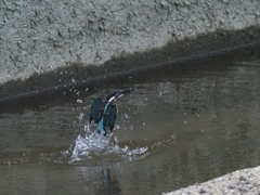飛び込み１