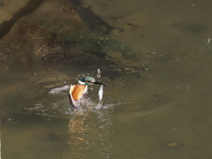 カワセミ